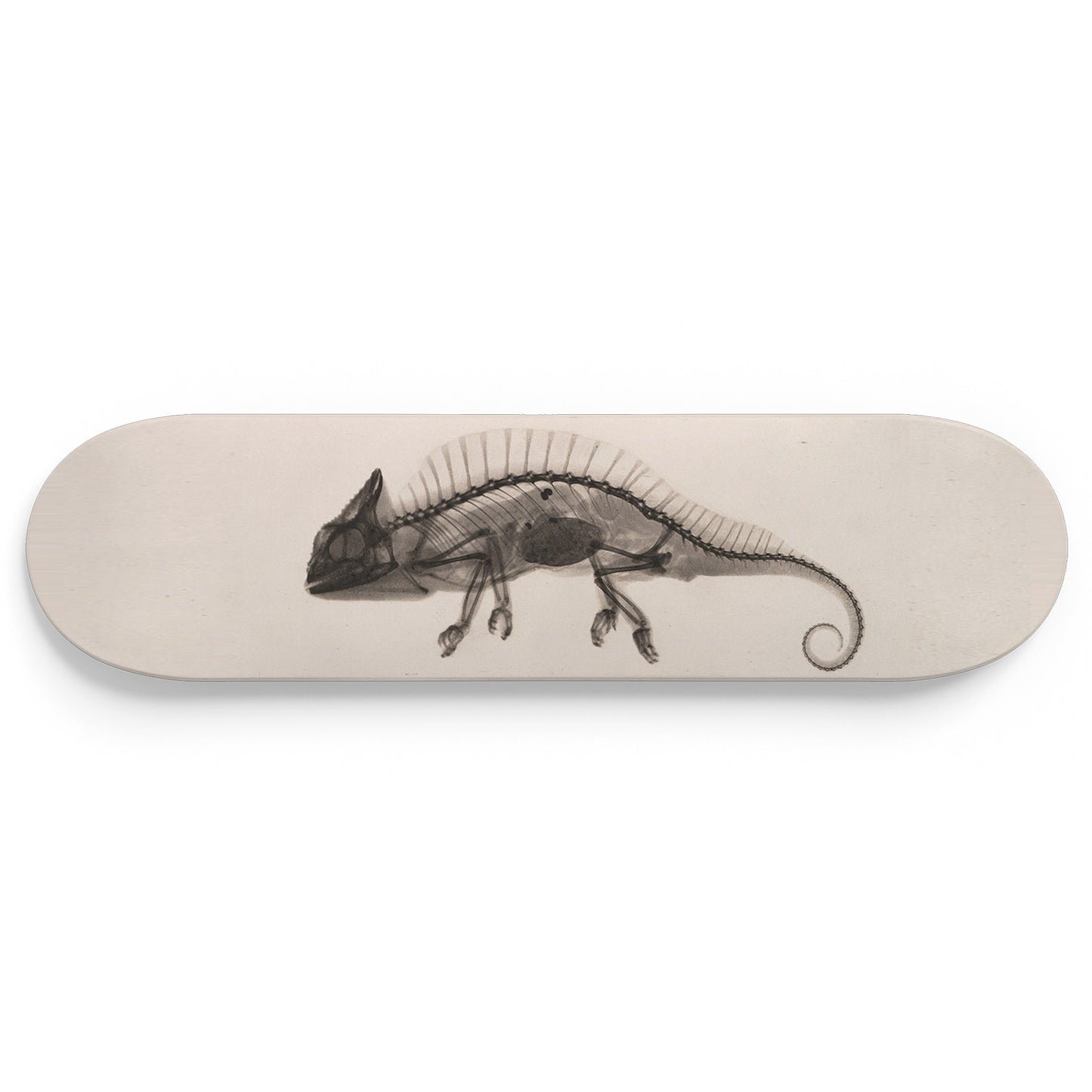 XRay 1 Piece Skateboard Wall Art Decor Set