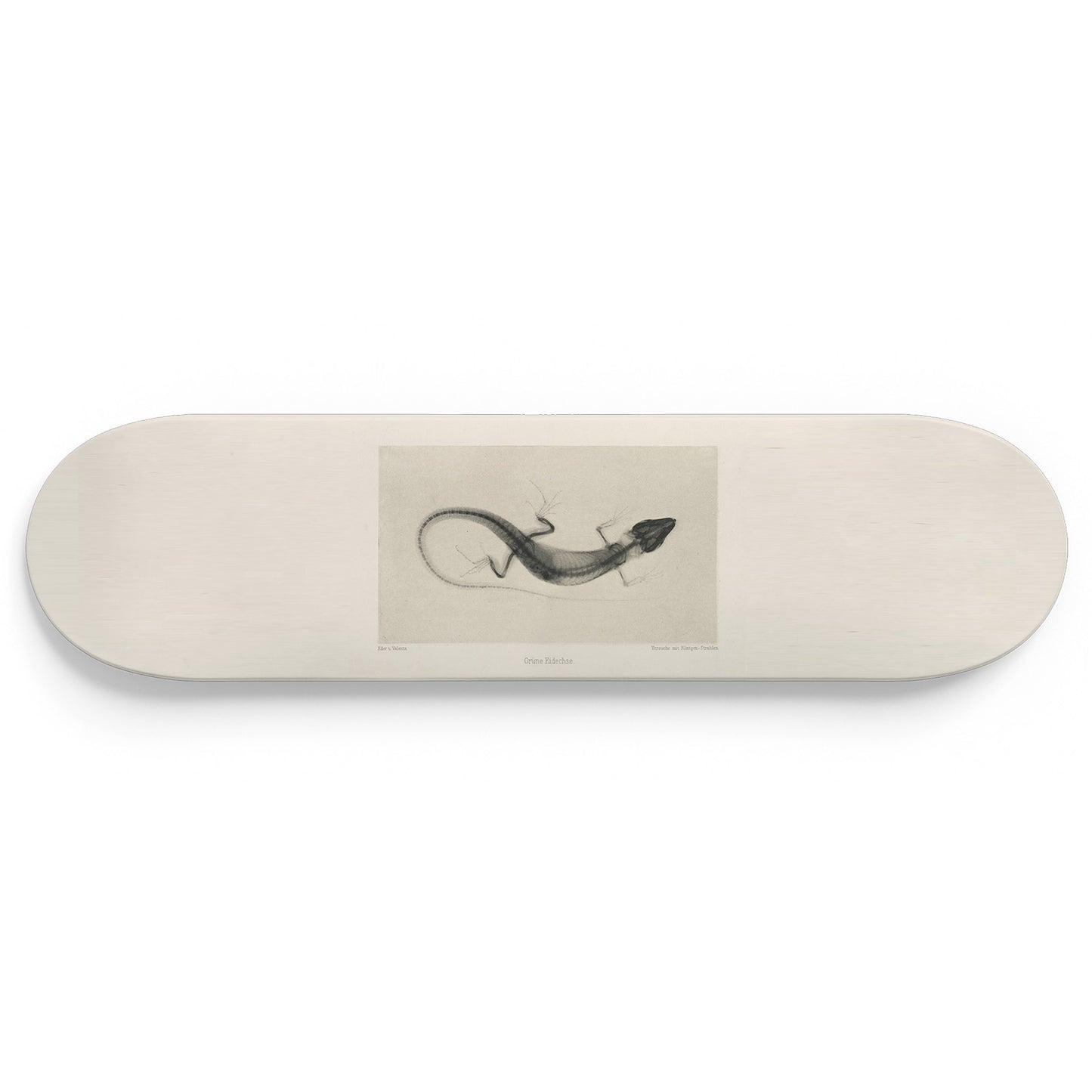 XRay 1 Piece Skateboard Wall Art Decor Set