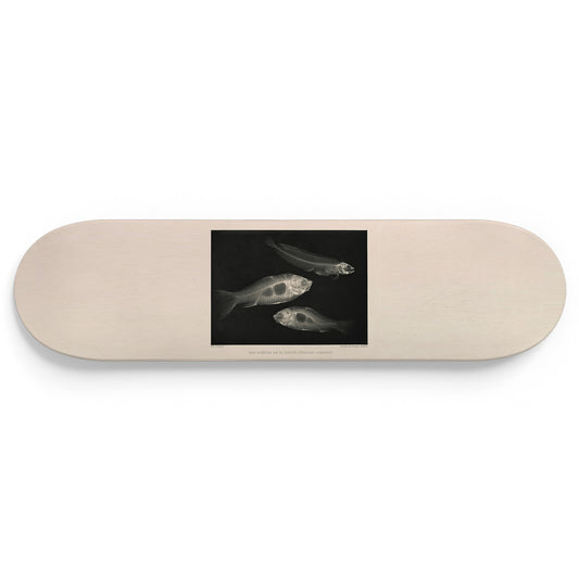 XRay 1 Piece Skateboard Wall Art Decor Set